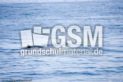 Buckelwal (45 von 57).jpg